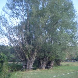 Photographie n°272735 du taxon Salix alba L. [1753]