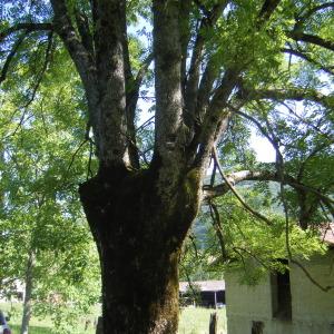 Photographie n°272764 du taxon Fraxinus excelsior L. [1753]