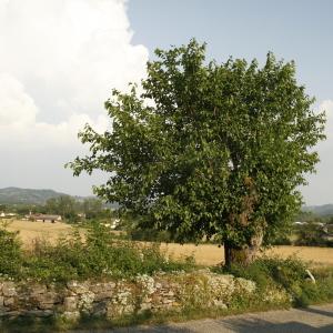 Photographie n°272782 du taxon Salix alba L. [1753]