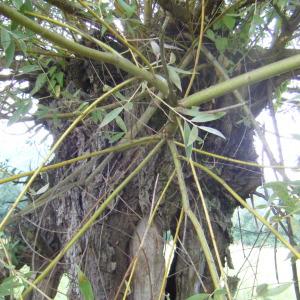 Photographie n°272834 du taxon Salix alba L. [1753]