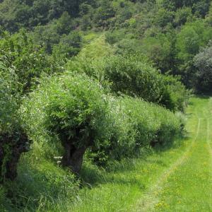 Photographie n°272844 du taxon Salix alba L. [1753]