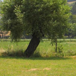 Photographie n°272848 du taxon Salix alba L. [1753]