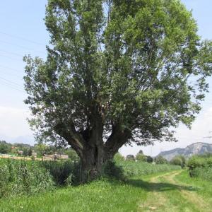 Photographie n°272849 du taxon Salix alba L. [1753]