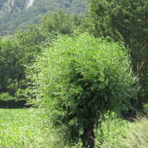 Photographie n°272851 du taxon Salix alba L. [1753]