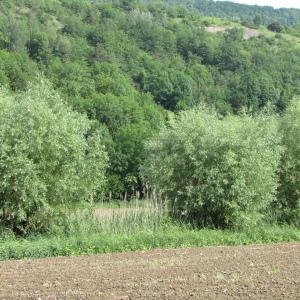 Photographie n°272856 du taxon Salix alba L. [1753]