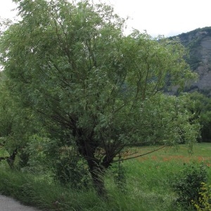 Photographie n°272883 du taxon Salix alba L. [1753]