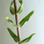  Liliane Roubaudi - Odontites ruber subsp. serotinus P.Fourn. [1937]