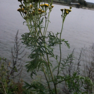Photographie n°272939 du taxon Tanacetum vulgare L. [1753]