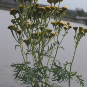Photographie n°272940 du taxon Tanacetum vulgare L. [1753]