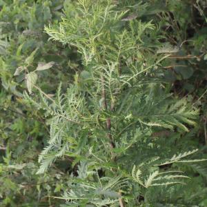 Photographie n°272941 du taxon Tanacetum vulgare L. [1753]