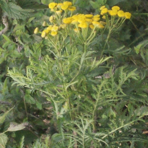 Photographie n°272942 du taxon Tanacetum vulgare L. [1753]