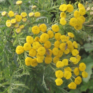 Photographie n°272943 du taxon Tanacetum vulgare L. [1753]