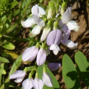 Photographie n°272974 du taxon Galega officinalis L.