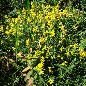 Photographie n°272986 du taxon Genista sagittalis L.