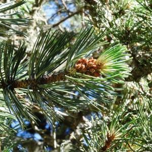 Photographie n°272988 du taxon Pinus mugo subsp. uncinata (Ramond ex DC.) Domin [1936]