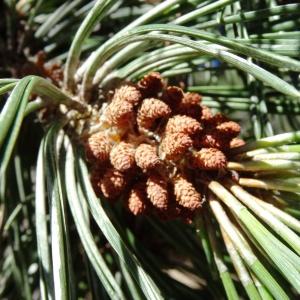 Photographie n°272989 du taxon Pinus mugo subsp. uncinata (Ramond ex DC.) Domin [1936]
