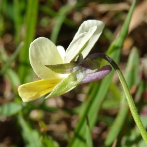 Photographie n°273017 du taxon Viola tricolor subsp. tricolor