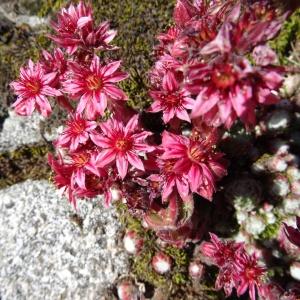  - Sempervivum arachnoideum var. tomentosum (C.B.Lehm. & Schnittsp.) Rouy & Camus