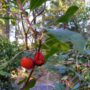 Photographie n°273024 du taxon Arbutus unedo L. [1753]