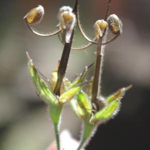 Photographie n°273025 du taxon Geranium robertianum L. [1753]