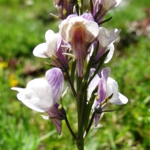 Photographie n°273029 du taxon Linaria repens (L.) Mill.