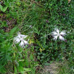 Dianthus superbus subsp. typicus Oberd. (Oeillet à plumet)