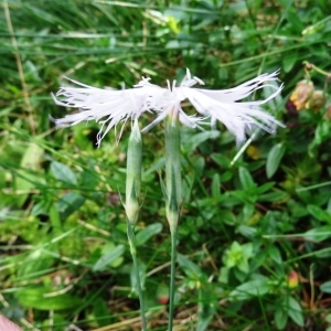 Photographie n°273049 du taxon Dianthus superbus subsp. superbus