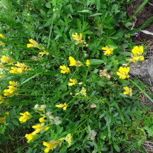 Photographie n°273050 du taxon Genista sagittalis L.