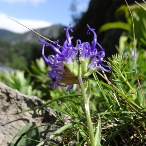 Photographie n°273069 du taxon Phyteuma hemisphaericum L. [1753]