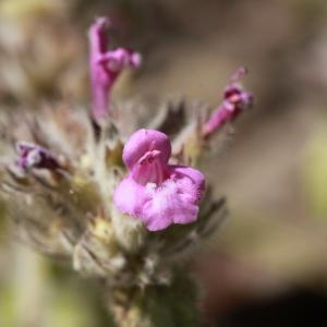 Photographie n°273084 du taxon Clinopodium vulgare L. [1753]