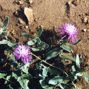 Photographie n°273121 du taxon Centaurea pectinata L. [1763]