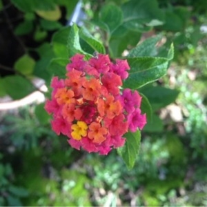 Photographie n°273134 du taxon Lantana camara L. [1753]