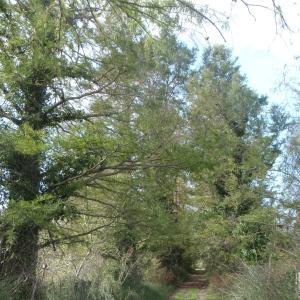 Photographie n°273147 du taxon Taxodium distichum (L.) Rich. [1810]