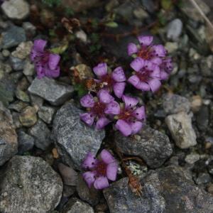 Photographie n°273177 du taxon Saxifraga oppositifolia L. [1753]