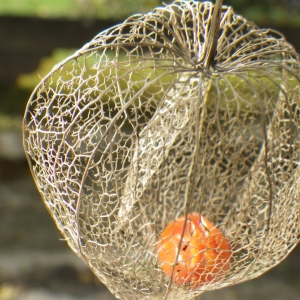 Photographie n°273204 du taxon Physalis alkekengi L. [1753]