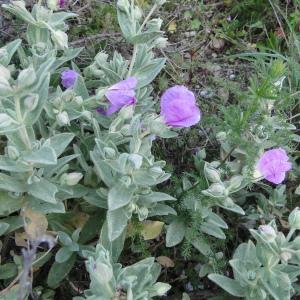 Photographie n°273267 du taxon Cistus albidus L. [1753]