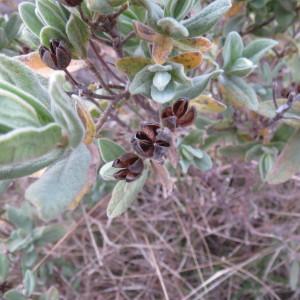 Photographie n°273269 du taxon Cistus albidus L. [1753]