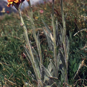Photographie n°273282 du taxon Tephroseris integrifolia subsp. capitata (Wahlenb.) B.Nord. [1978]