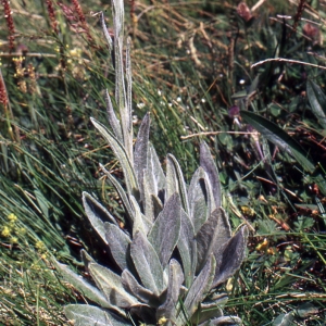 Photographie n°273285 du taxon Tephroseris integrifolia subsp. capitata (Wahlenb.) B.Nord. [1978]