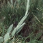  Liliane Roubaudi - Tephroseris integrifolia subsp. capitata (Wahlenb.) B.Nord. [1978]