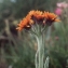  Liliane Roubaudi - Tephroseris integrifolia subsp. capitata (Wahlenb.) B.Nord. [1978]