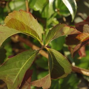 Photographie n°273307 du taxon Parthenocissus quinquefolia (L.) Planch. [1887]