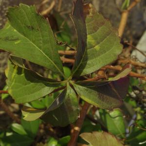 Photographie n°273308 du taxon Parthenocissus quinquefolia (L.) Planch. [1887]