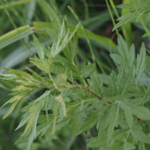 Photographie n°273311 du taxon Artemisia vulgaris L. [1753]