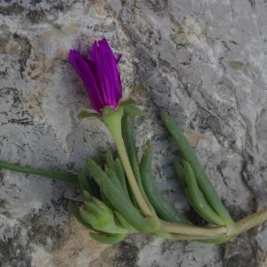 Photographie n°273313 du taxon Carpobrotus acinaciformis (L.) L.Bolus [1927]