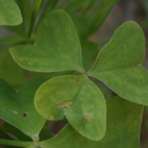 Photographie n°273315 du taxon Oxalis articulata Savigny [1798]