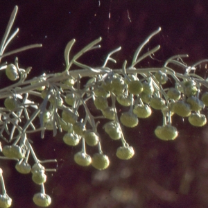 Photographie n°273335 du taxon Artemisia arborescens (Vaill.) L. [1763]