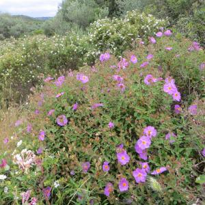 Photographie n°273372 du taxon Cistus creticus L. [1759]