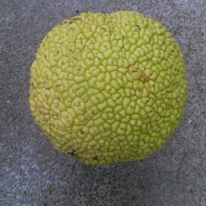 Photographie n°273379 du taxon Maclura pomifera (Raf.) C.K.Schneid. [1906]