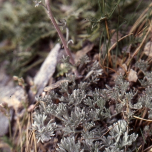 Photographie n°273385 du taxon Artemisia glacialis L. [1763]